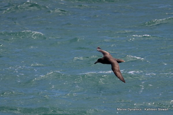 Giant petrel, South Africa